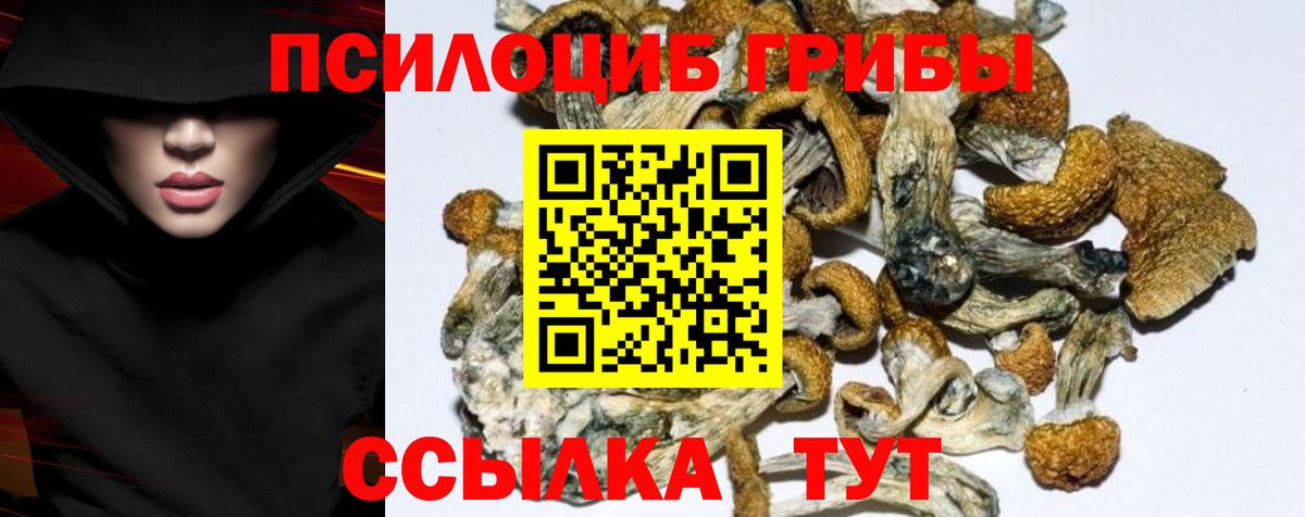 Полевской  Псилоцибиновые грибы Psilocybine cubensis  Вход с VPN 